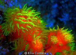 Soft Coral! by Elia Correia 